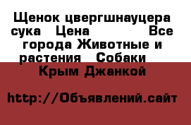 Щенок цвергшнауцера сука › Цена ­ 25 000 - Все города Животные и растения » Собаки   . Крым,Джанкой